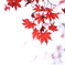 紅葉、透ける。