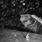 Rainy day