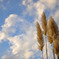 Pampas Grass。