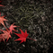 紅
