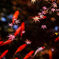 JAPONISM