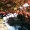 嵐山　2013-11-23 11.38.57
