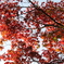 紅葉 その２