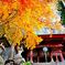 橋立寺の秋。