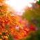 紅葉のオーロラ
