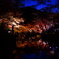 岩屋堂紅葉ﾗｲﾄｱｯﾌﾟ