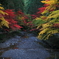 小国神社の紅葉