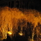闇夜の木々