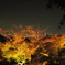夜景とライトアップのコラボ