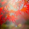 紅葉2