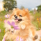 パステルカラー