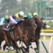 新潟競馬