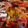 みなもに浮かぶ紅葉