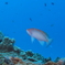 photo_2947602