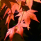 紅葉2
