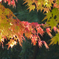紅葉3