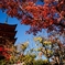 五重塔と紅葉