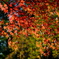 DSCF0133