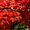 書寫山圓教寺（四）