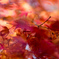 秋風に舞う紅葉