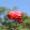 薔薇