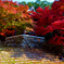 紅葉の想い