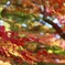 美しきかな秋風情      紅葉