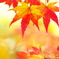 近所の神社に訪れた紅葉