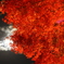 月夜の紅葉