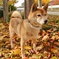 愛犬チャッピー