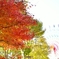 紅葉の向こうに