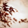 冬を迎える紅葉