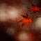 漆紅とヒカリ
