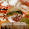 紅葉をとらえて