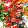 遠くの名所より近くの紅葉