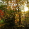 Autumn forest