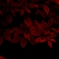 紅色花