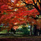 東福寺の紅葉