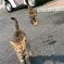 じぇっとすとりーむナントカ