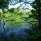 deep forest