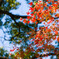 IMGP2884-2