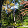 IMGP2905-2
