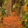 紅の小道