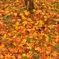紅色の絨毯