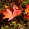 落ちた紅葉