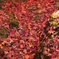 紅葉道