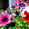 photo_2956572