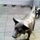 犬の散歩