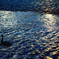 swan