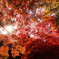 紅葉と日差し